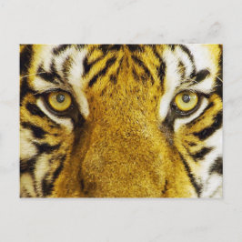 Amazing Tiger Eyes Wildlife Painting Briefkaart