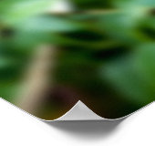 Amazon, Brazilië. Geel-beige toucan met wit Poster (Hoek)