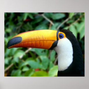 Amazon, Brazilië. Geel-beige toucan met wit Poster