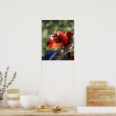 Amazon, Brazilië. Paar van Scarlet Macaws (Ara) Poster (Keuken)