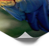 Amazon, Brazilië. Paar van Scarlet Macaws (Ara) Poster (Hoek)