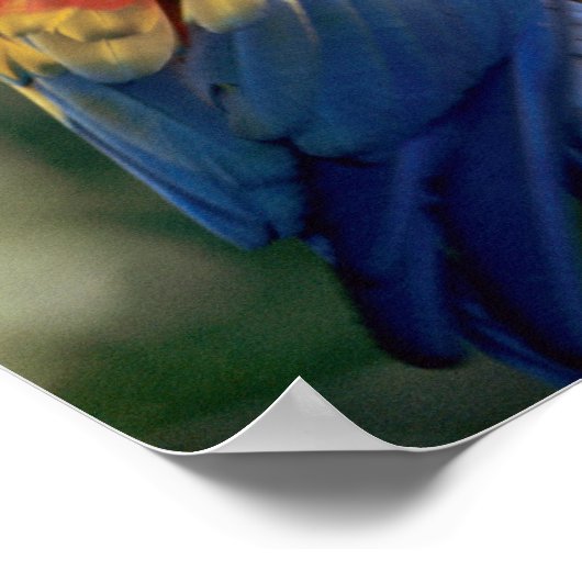 Amazon, Brazilië. Paar van Scarlet Macaws (Ara) Poster (Hoek)