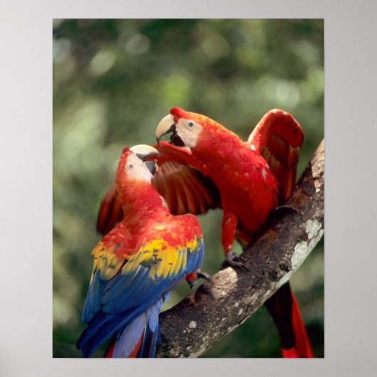 Amazon, Brazilië. Paar van Scarlet Macaws (Ara) Poster (Voorkant)