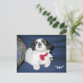 Amazon Humane Society Briefkaart: Precious Dog Ser Briefkaart (Staand voorkant)