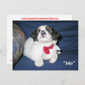 Amazon Humane Society Briefkaart: Precious Dog Ser Briefkaart (Voorkant / Achterkant)