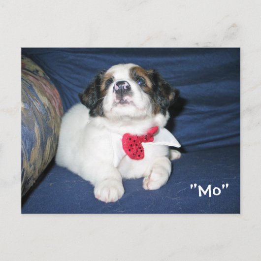 Amazon Humane Society Briefkaart: Precious Dog Ser Briefkaart (Voorkant)