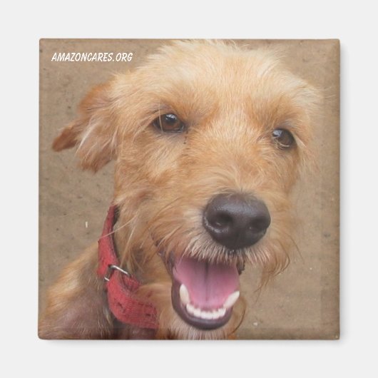 Amazon Humane Society Magnet: Precious Dog-serie Magneet (Voorkant)