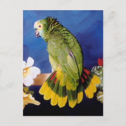 Amazon Parrot Briefkaart (Voorkant)