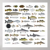 Amazon River Basin Fish Group Poster (Voorkant)