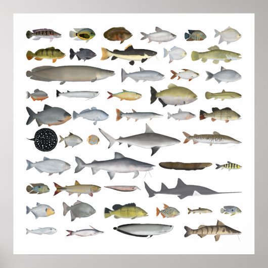 Amazon River Basin Fish Group Poster (Voorkant)