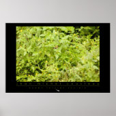 Amazon Squirrel Monkey Poster (Voorkant)