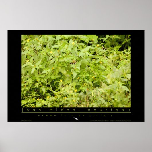 Amazon Squirrel Monkey Poster (Voorkant)