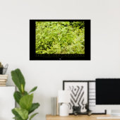 Amazon Squirrel Monkey Poster (Thuiskantoor)