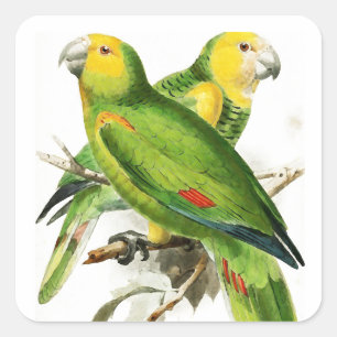 Amazona Parrots -  vogels Vierkante Sticker