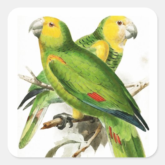 Amazona Parrots -  vogels Vierkante Sticker (Voorkant)