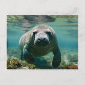 Amazone Manatee zwemmen boven rif. Briefkaart (Voorkant)