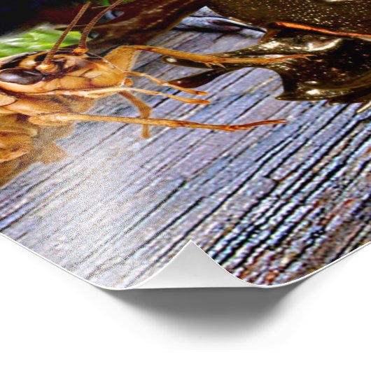 AMAZONIA FOTO AFDRUK (Hoek)