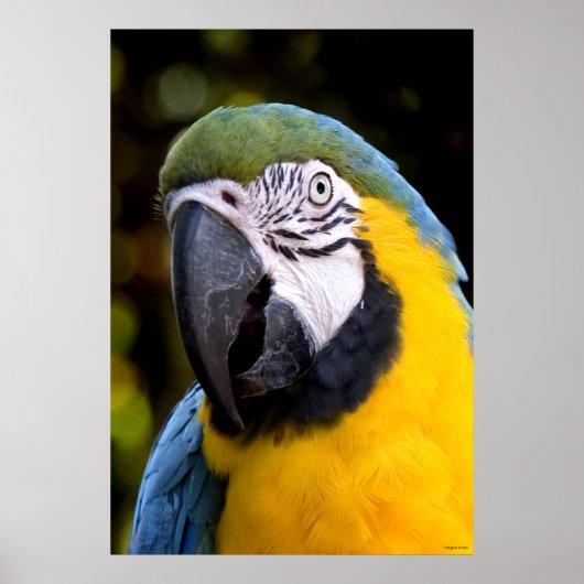 Amazonian Parrot Portrait Poster (Voorkant)