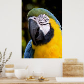 Amazonian Parrot Portrait Poster (Keuken)