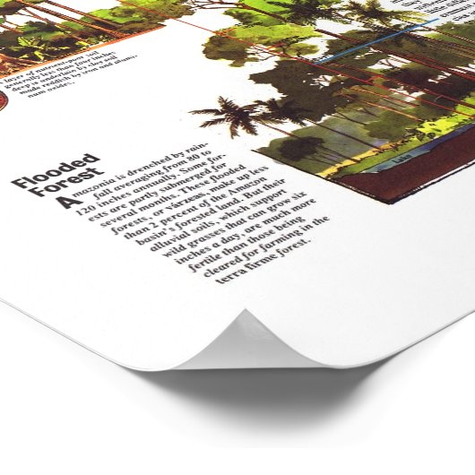 " Amazonië : 1992 A World Resource at Risk MAP ... Poster (Hoek)