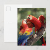 Amazonië, Brazilië. Paar Scharlaken Ara's Briefkaart (Voorkant / Achterkant)