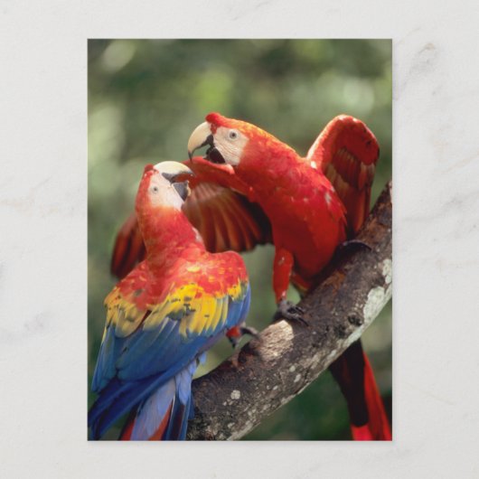 Amazonië, Brazilië. Paar Scharlaken Ara's Briefkaart (Voorkant)