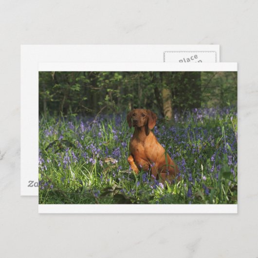 Amber Briefkaart (Voorkant / Achterkant)