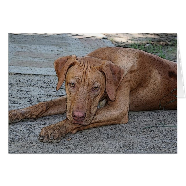 Amber-Eyed Boy (Voorkant Horizontaal)