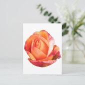 Amber Sunblaze Miniature Roos Briefkaart (Staand voorkant)