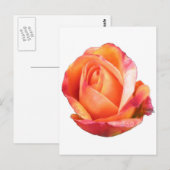 Amber Sunblaze Miniature Roos Briefkaart (Voorkant / Achterkant)