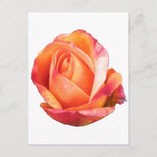 Amber Sunblaze Miniature Roos Briefkaart (Voorkant)