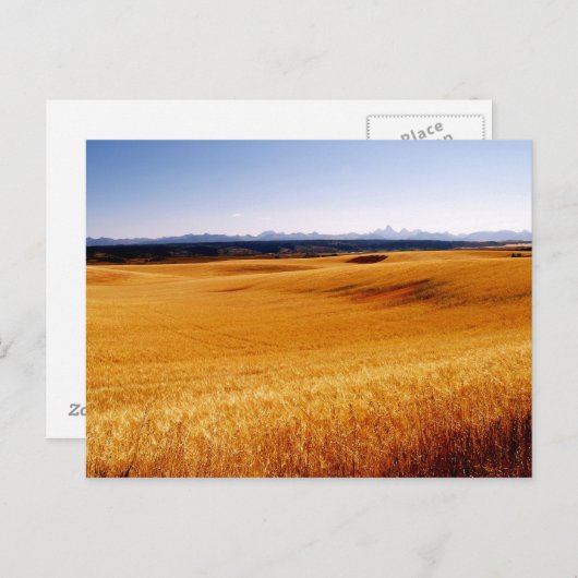 Amber Waves-briefkaart Briefkaart (Voorkant / Achterkant)