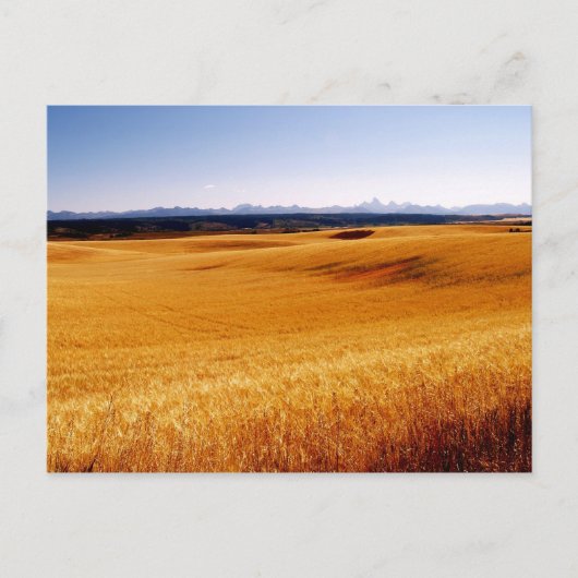 Amber Waves-briefkaart Briefkaart (Voorkant)