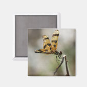 Amber Wings Magneet (Voorkant / Achterkant)