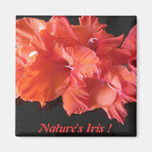 Amber's Iris Frig Magnet! Magneet