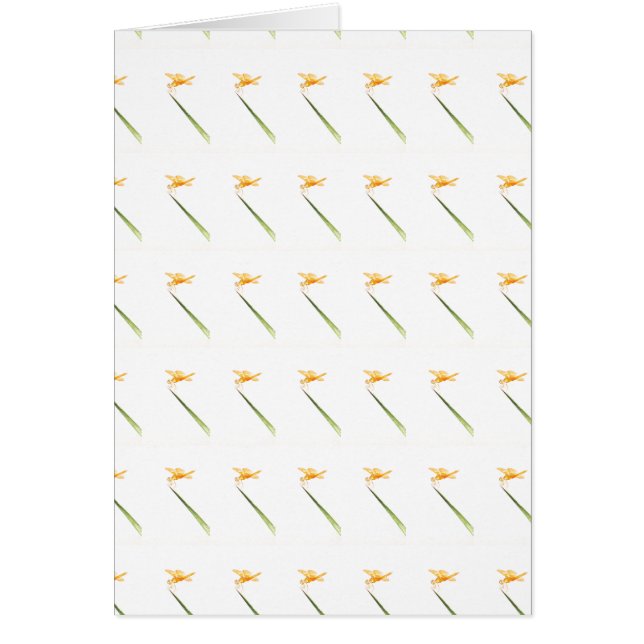 Ambervleugels, overal om (Voorkant)