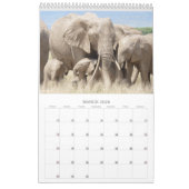 Amboseli Trust for Elephants baby boom kalender (Mar 2026)