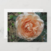 Ambridge-Roos in voltallige vergadering Briefkaart (Voorkant / Achterkant)