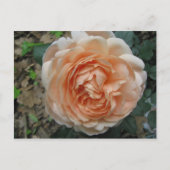 Ambridge-Roos in voltallige vergadering Briefkaart (Voorkant)