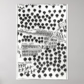 Ambus van de Iroquois Poster (Voorkant)