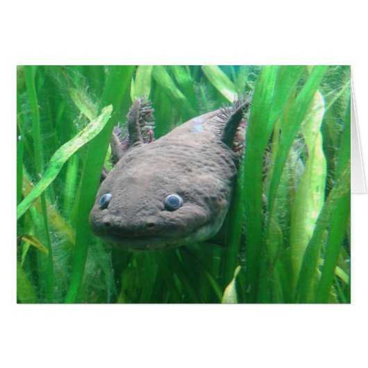 Ambystoma andersoni (Voorkant Horizontaal)