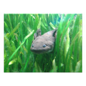 Ambystoma andersoni foto afdruk (Voorkant)