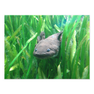 Ambystoma andersoni foto afdruk