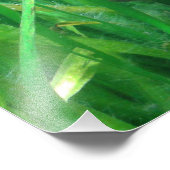 Ambystoma andersoni foto afdruk (Hoek)