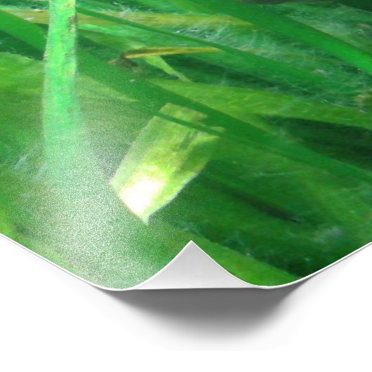 Ambystoma andersoni foto afdruk (Hoek)