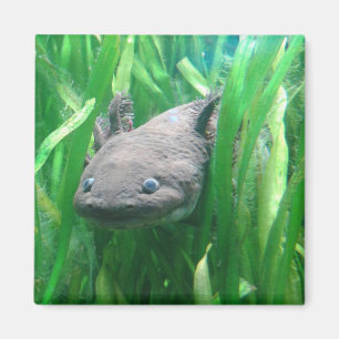 Ambystoma andersoni magneet