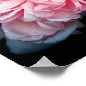 Amelia Roos Poster (Hoek)