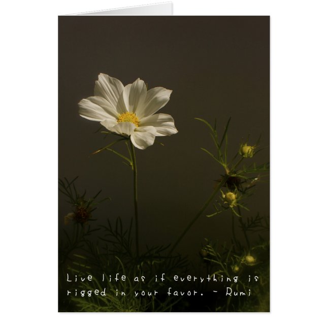 Amelia's Amazing Adventures (Voorkant)