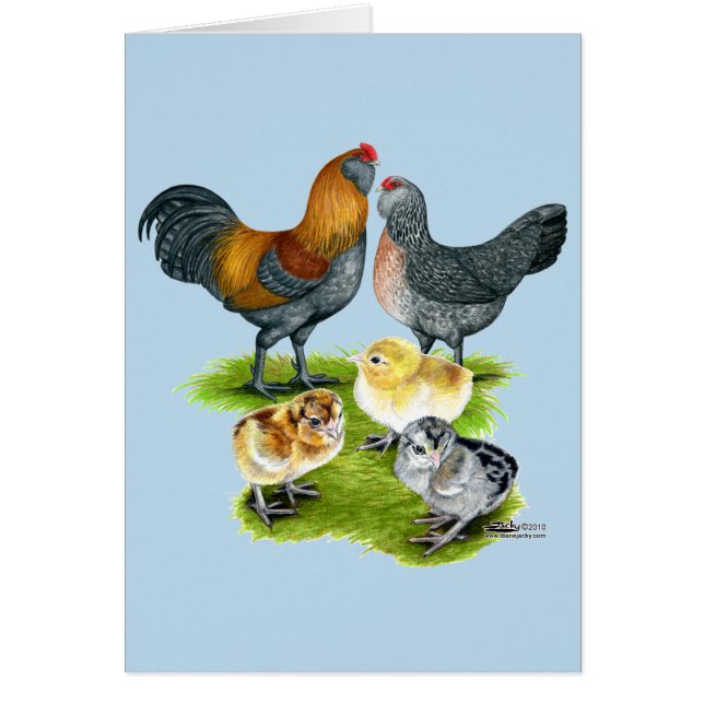 Ameraucana Chicken Family (Voorkant)