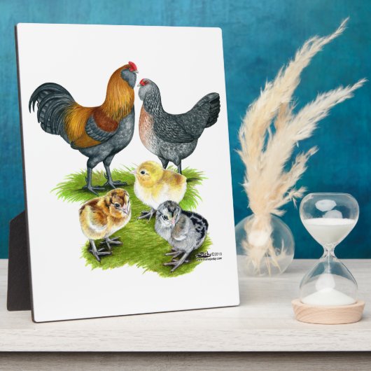 Ameraucana Chicken Family Fotoplaat (Zijkant)